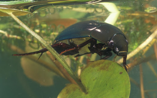 L’hydrophile brun, le plus grand des scarabées aquatiques