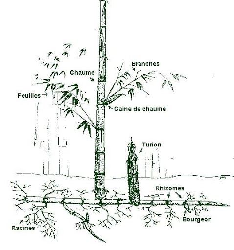 Le bambou : ami ou ennemi de nos jardins ?