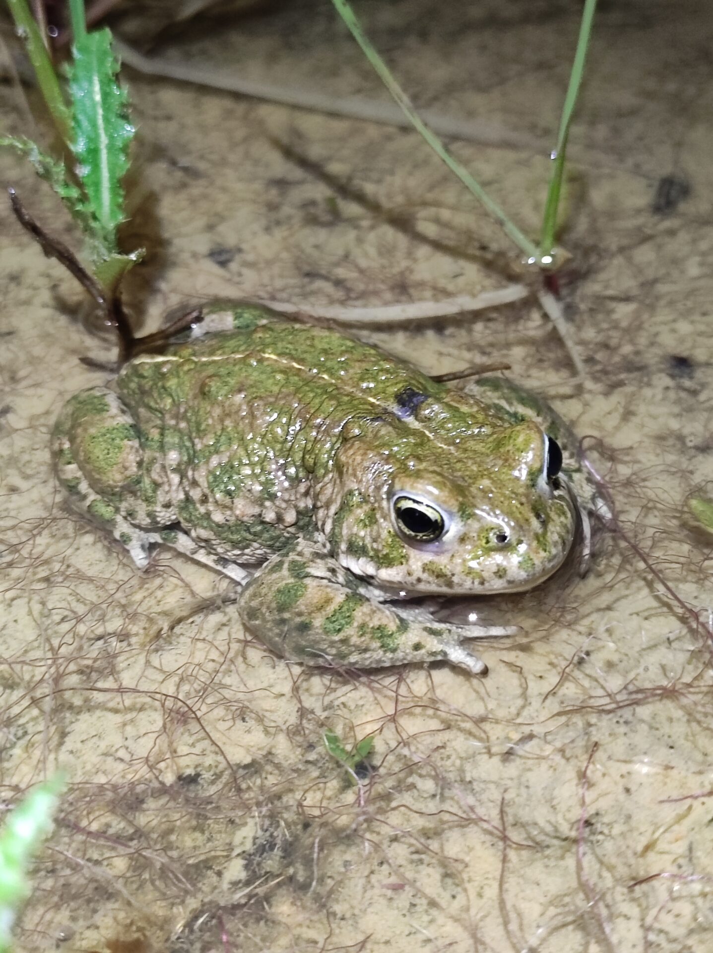 Crapaud calamite dans un marais