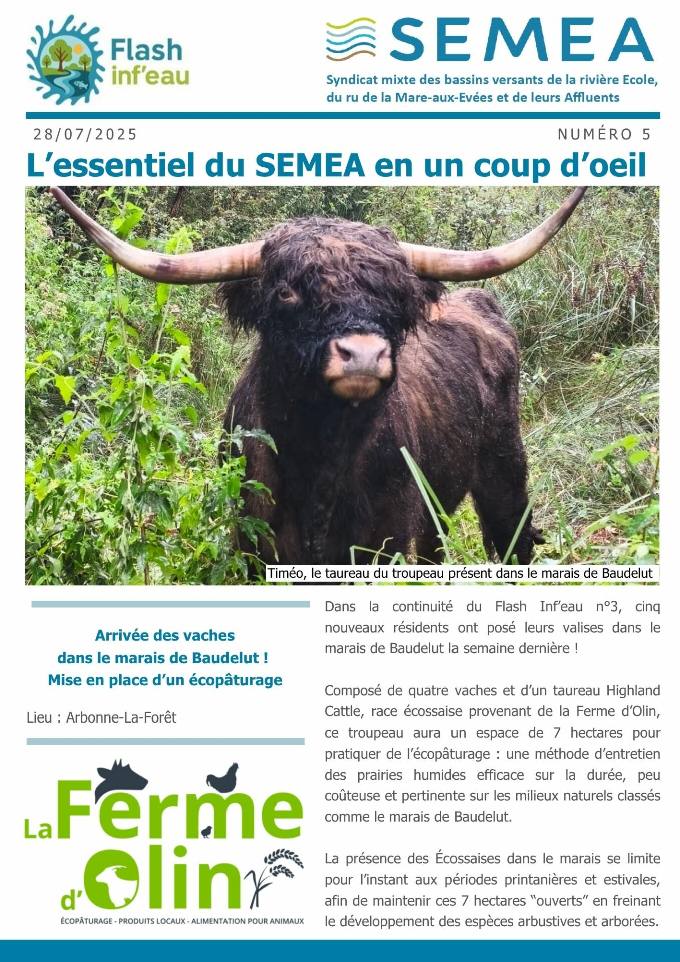 Flash inf’eau n°5 : Arrivée des vaches dans le marais de Baudelut ! Mise en place d’un écopâturage