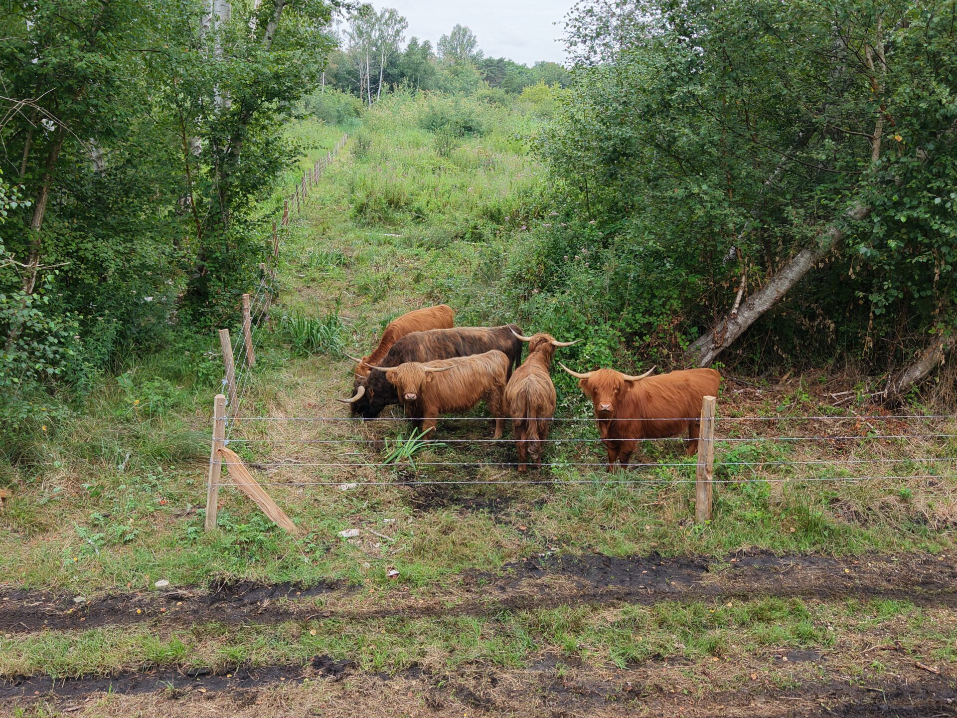 Des vaches Highland Cattle investissent le marais Mousse !